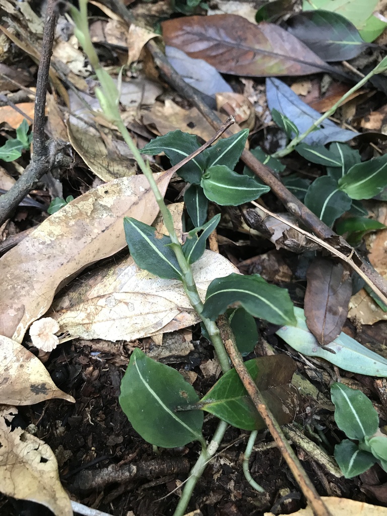 Goodyera similis