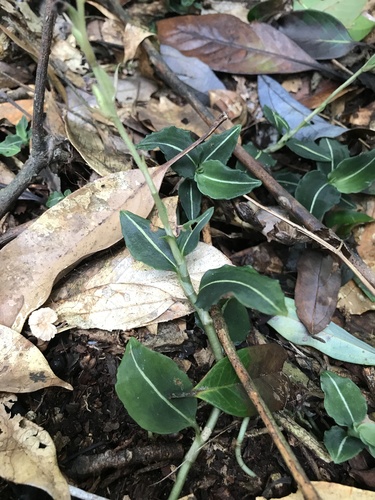 Image of Goodyera velutina by no rights reserved