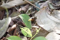 Eooxylides tharis distanti