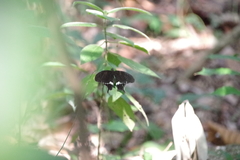 Papilio polytes romulus