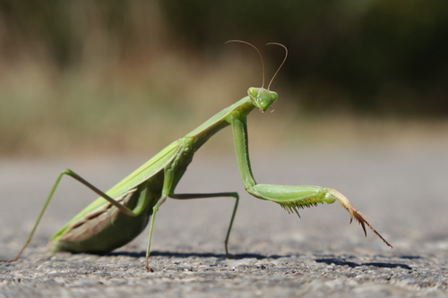 European Mantis