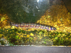 Coolie Loach photo 4