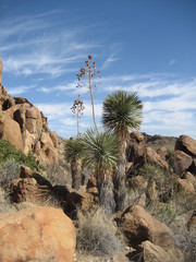 Yucca rostrata