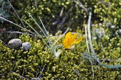 Crocus angustifolius