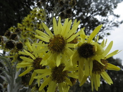 Senecio niveoaureus