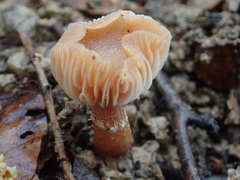 Tubariaceae