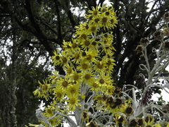 Senecio niveoaureus