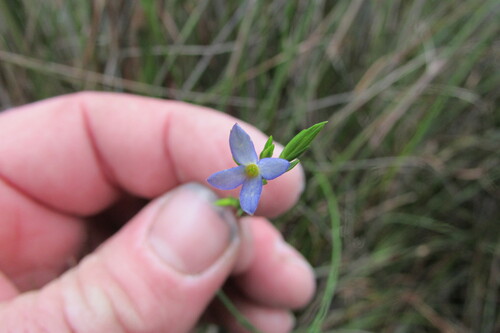 Gnidia linoides (Gnidia linoides)