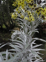 Senecio niveoaureus