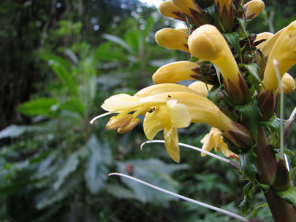 Aphelandra acanthus