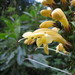 Aphelandra acanthus - Photo (c) Eric Howe, algunos derechos reservados (CC BY-NC), subido por Eric Howe