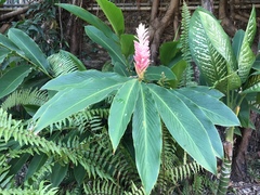 Alpinia purpurata