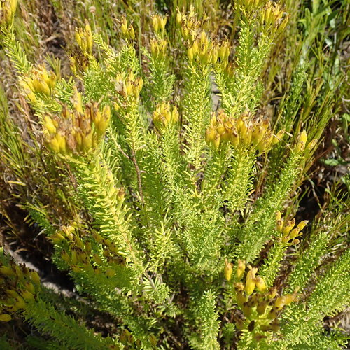 Image of Pteronia uncinata by no rights reserved