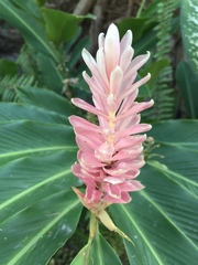 Alpinia purpurata
