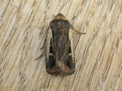 Proteuxoa tortisigna