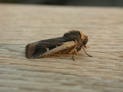 Proteuxoa tortisigna
