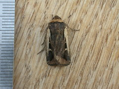 Proteuxoa tortisigna
