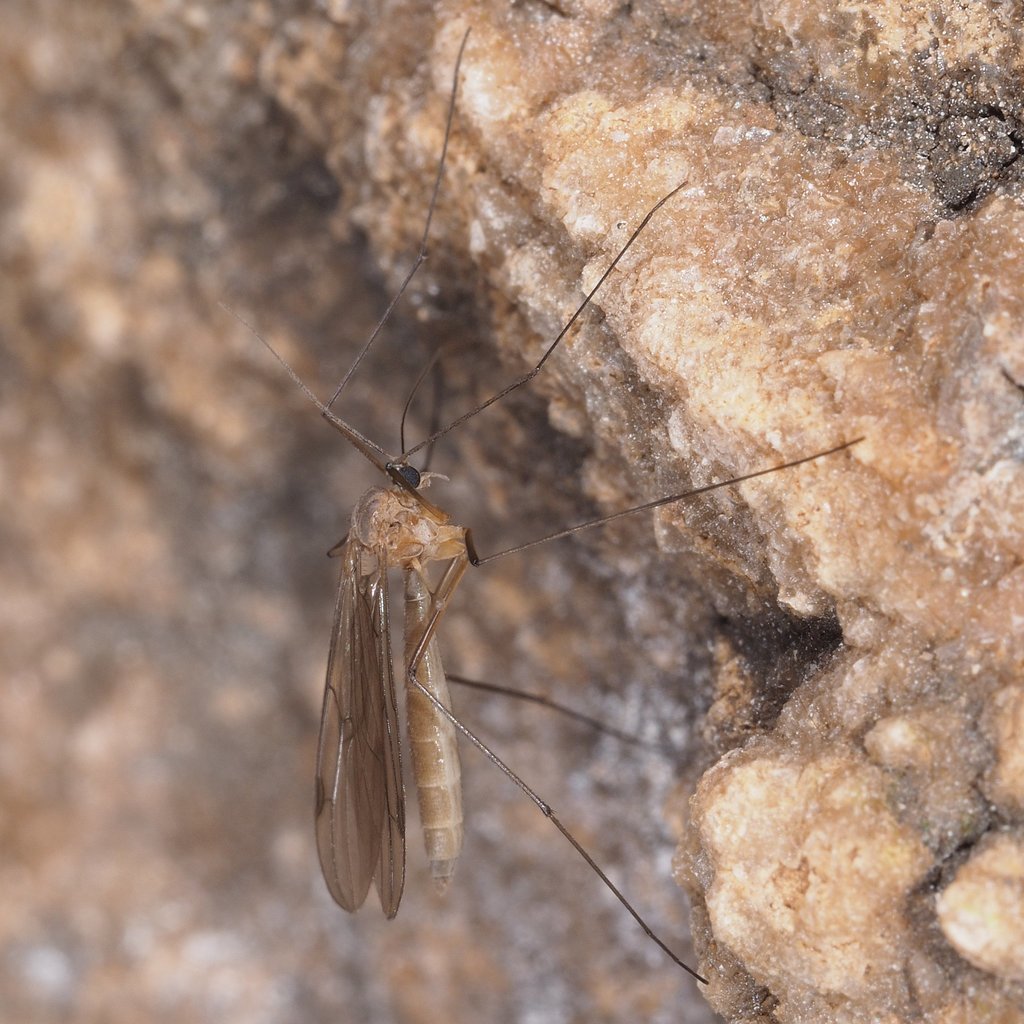 Bolitophilidae