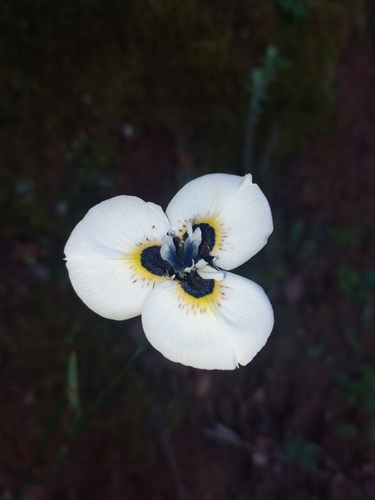 Image of Moraea anastasia by (c) Brian du Preez, some rights reserved (CC BY-SA)