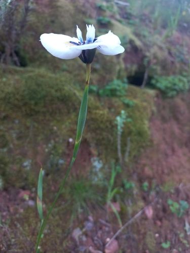 Image of Moraea anastasia by (c) Brian du Preez, some rights reserved (CC BY-SA)