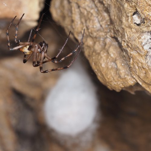 European cave spider