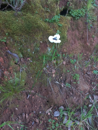 Image of Moraea anastasia by (c) Brian du Preez, some rights reserved (CC BY-SA)
