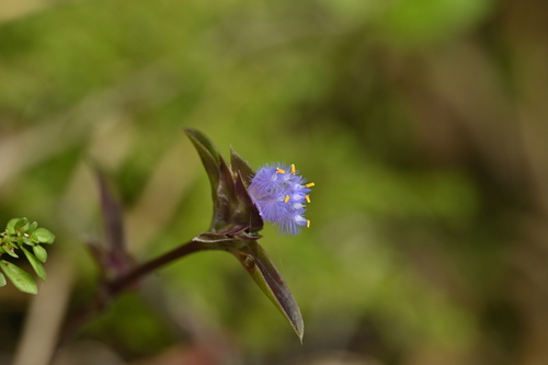 Cyanotis arachnoidea (Cyanotis arachnoidea)