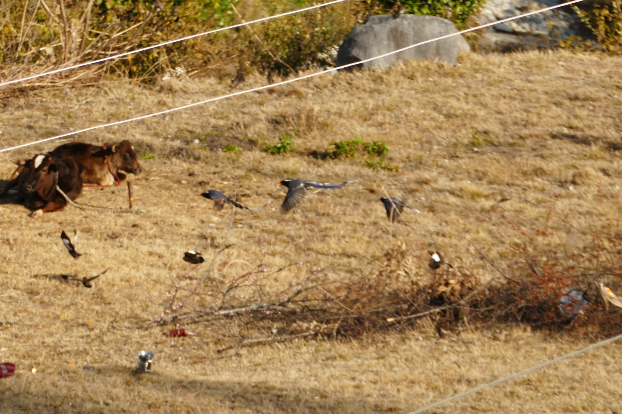 red-billed blue magpie