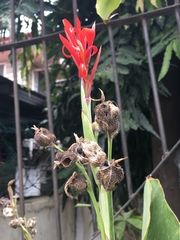 Canna indica