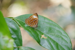 Taxila haquinus