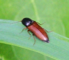 Agriotes limosus
