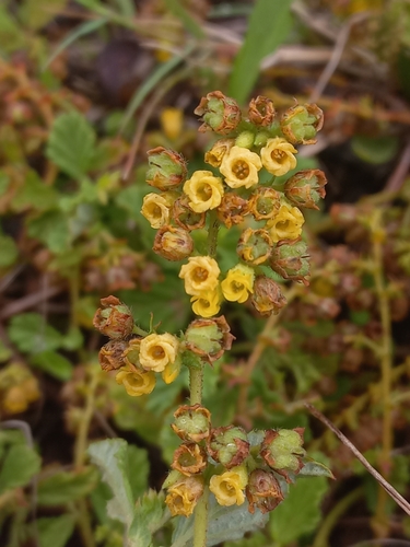 Hermannia microtesticulare MS (Hermannia sp11)