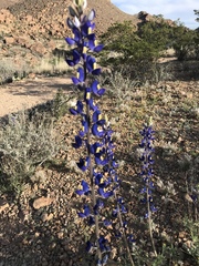 Lupinus havardii