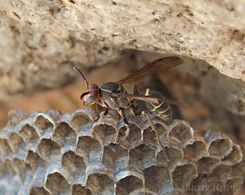 Mischocyttarus lilae