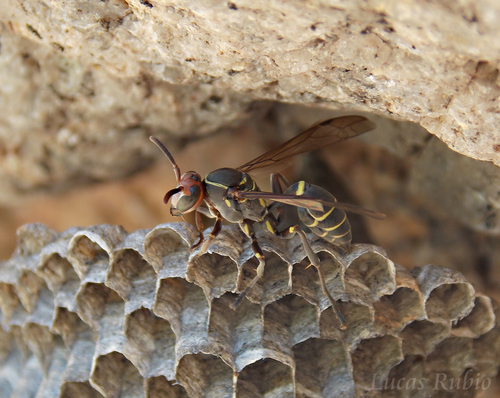 Mischocyttarus lilae