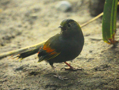 Emei Shan Liocichla photo 1