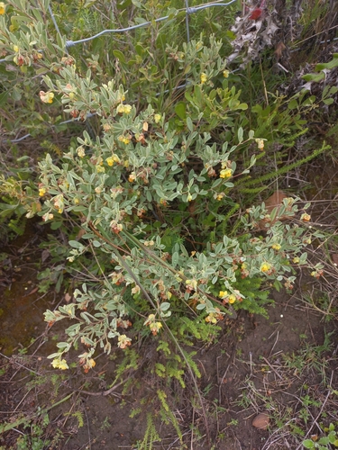 Image of Hermannia lavandulifolia by (c) Brian du Preez, some rights reserved (CC BY-SA)