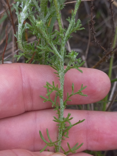 Image of Ursinia dentata by (c) Brian du Preez, some rights reserved (CC BY-SA)