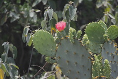 Opuntia aciculata