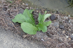 Rumex japonicus