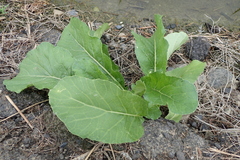 Rumex japonicus