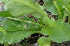 Rumex japonicus