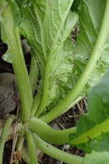 Rumex japonicus