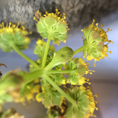 Lomatium utriculatum