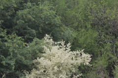 Froelichia interrupta