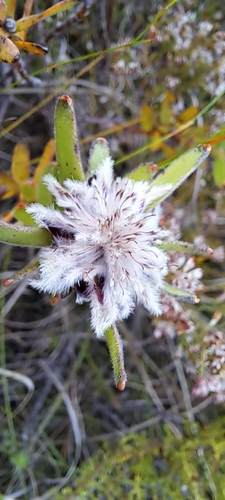 Worcester Silkypuff (Diastella parilis)