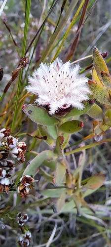 Image of Diastella parilis by (c) Liezl van der Merwe, some rights reserved (CC BY)
