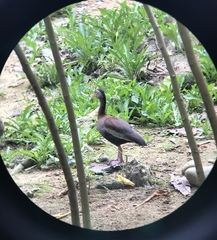 Dendrocygna autumnalis