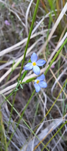 Gnidia linoides (Gnidia linoides)