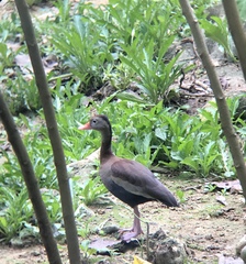Dendrocygna autumnalis